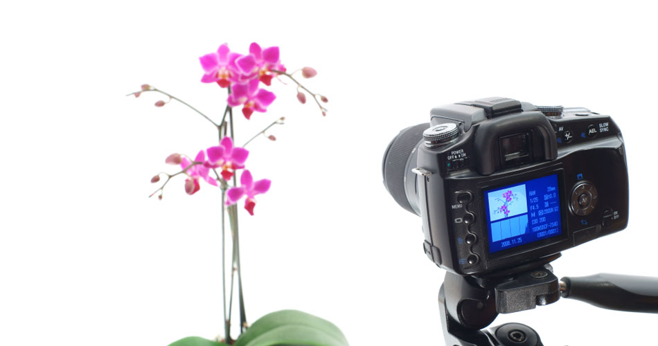 professional photographic stylist 